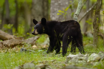 Black Bear 2