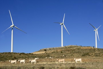 Cow cattle under electric windmills in blue sky