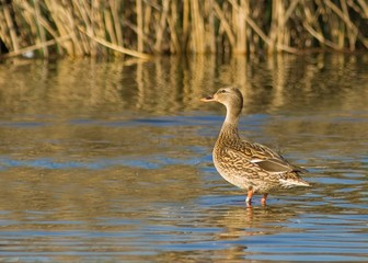 Banded Hen Mallard