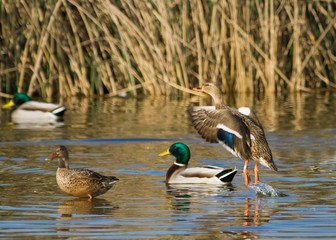 Banded Hen Mallard Take Off