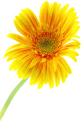 tige gerbera jaune fond blanc