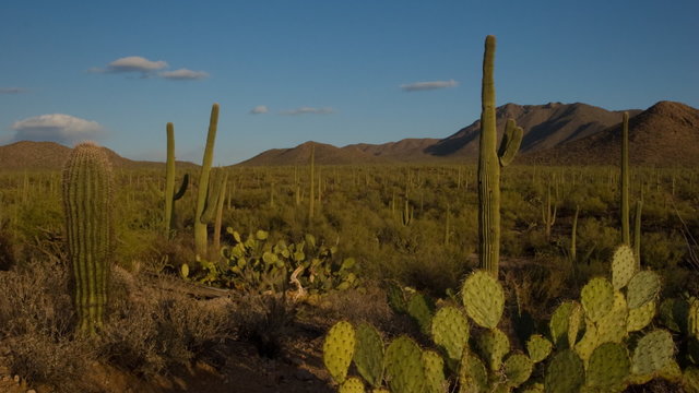 (1137) Saguaro National Monument Cactus Desert Arizona Sunset