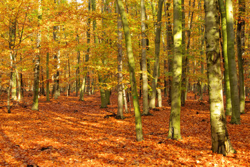 Obraz premium Buchenwald im Herbst - beech forest in fall 03