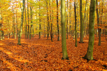 Obraz premium Buchenwald im Herbst - beech forest in fall 04