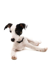 chiot jack russel (4 mois et demi)