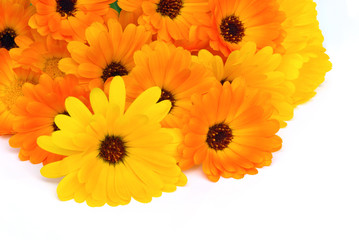 Ringelblume - calendula 25