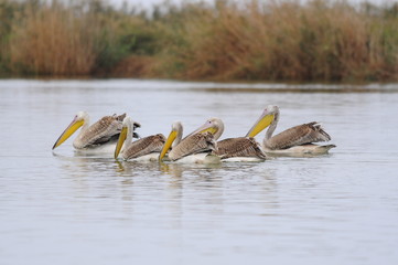 Great White Pelican (Pelecanus onocrotalus), lake Maayan Zvi