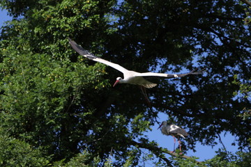 Fliegender Weißstorch