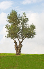 Olive tree