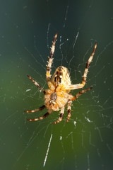 European garden spider