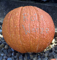 Rote Warze; Kuerbis
