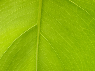 New Leaf