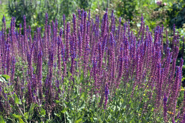 Steppensalbei; Salbei; Salvia nemorosa