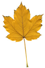 yellow and brown autumn leaf isolated on white