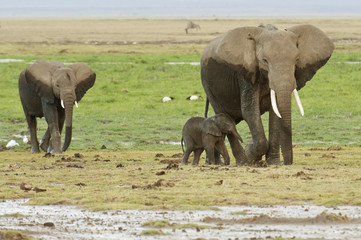 Fototapeta premium African Elephants