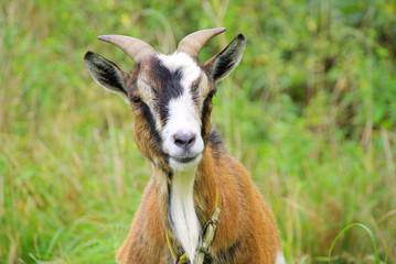 Ziege - goat 24