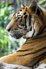 Mature  bangal tiger in a zoo staring at something