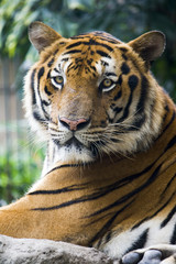 Mature  bangal tiger in a zoo staring at the camera
