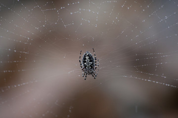 close-up photo of spider under rain