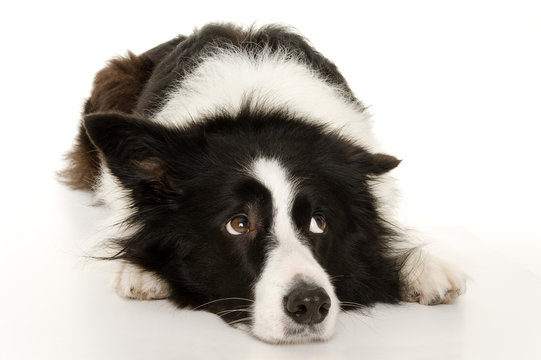 Bordercollie