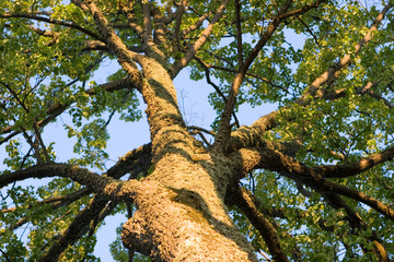 Fototapeta premium Old tree