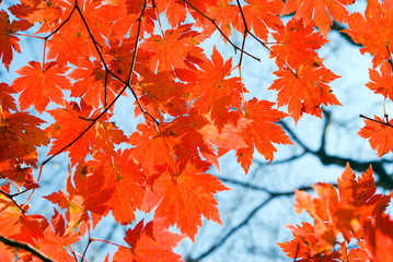 Autumn branch of maple 5