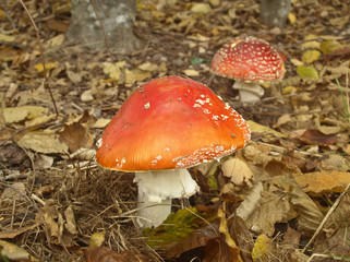 AMANITES TUE-MOUCHES