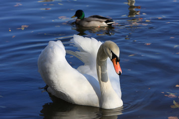 Swan and duck