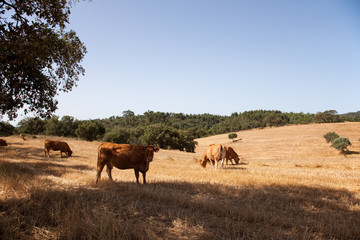 Naklejka na ściany i meble Cows in the farm