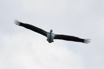 Great White Pelican (Pelecanus onocrotalus), lake Maayan Zvi