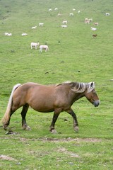 Fototapeta premium Horse landscape in green meadow Pyrenees