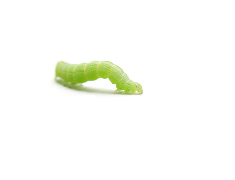 isolated nocturnal butterfly caterpillar on white background