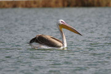 Fototapeta na wymiar Great White Pelican (Pelecanus onocrotalus), jezioro Maayan Zvi