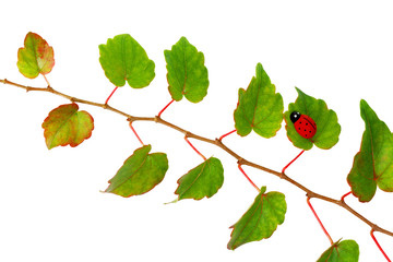 Vigne vierge et coccinelle