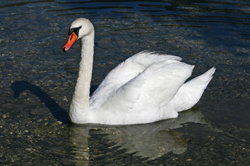 Schwan