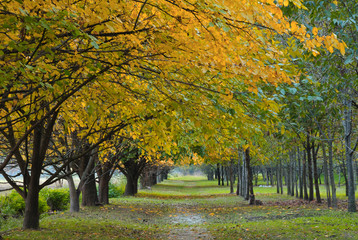 Fototapeta premium footpath under autumn trees with yellow leaves