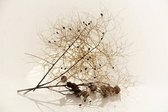 Graines et rameaux
