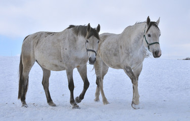 konie na śniegu