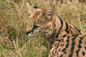 Serval cat turning