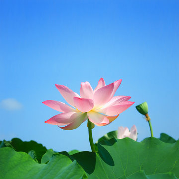 Fototapeta Lotus in summer