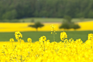 Obraz premium Canola Fields