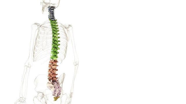 Columna vertebralis - loop