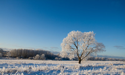 Frost covered tree