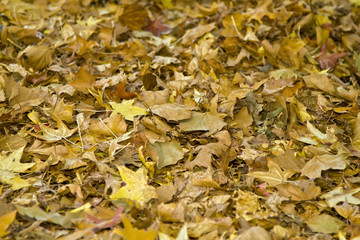 Autumn leaves background