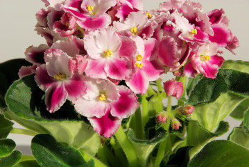 Usambaraveilchen - African violet 08