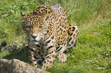 Fototapeta premium Jaguar