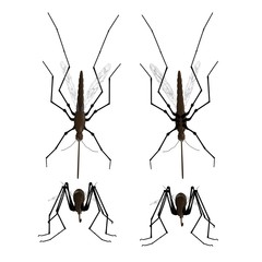 mosquito