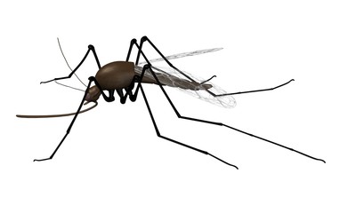 mosquito