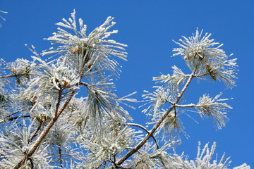 Pine branches with hoarfrost