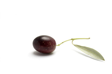 one olive on branch isolated in white background